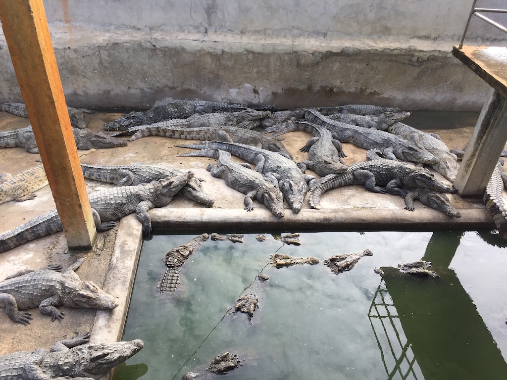 Crocodile farms in Cambodia 