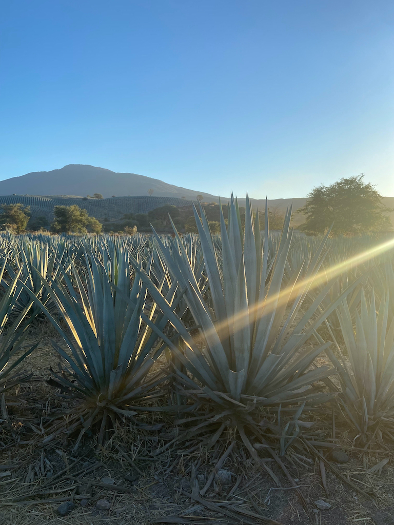 Agave fields in Tequila 