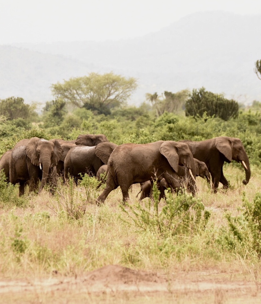 Elephants in the wild 