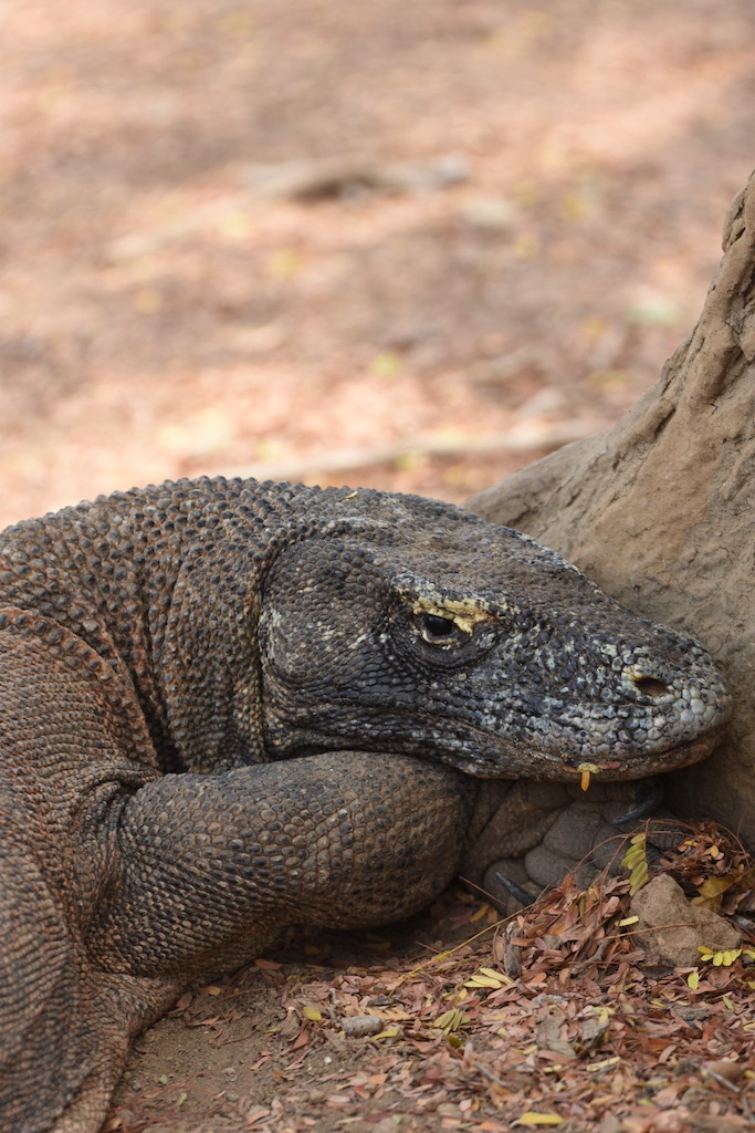 Komodo dragon close up 