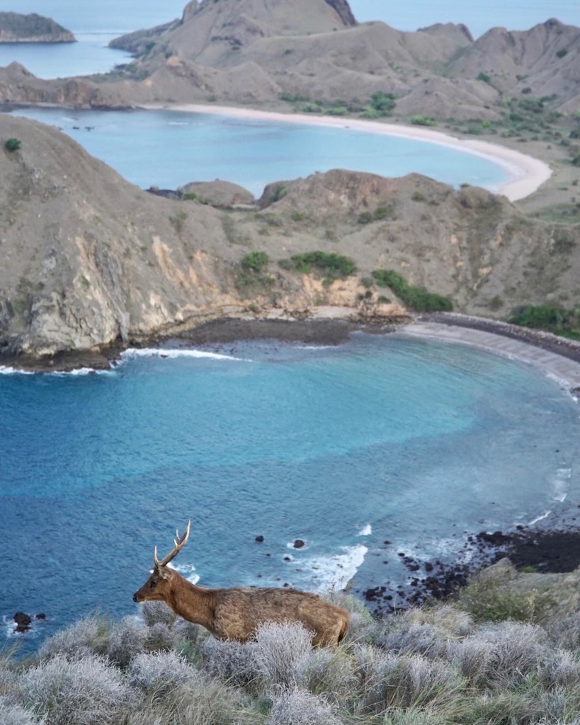 Spotting a deer on Padar Island