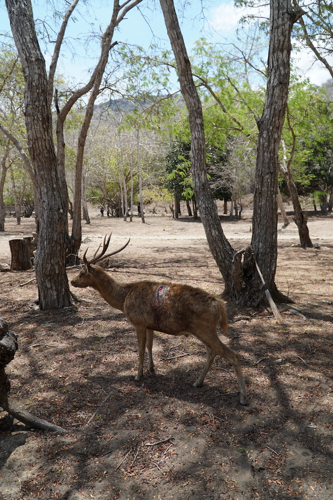 Wounded deer in Komodo National Park 