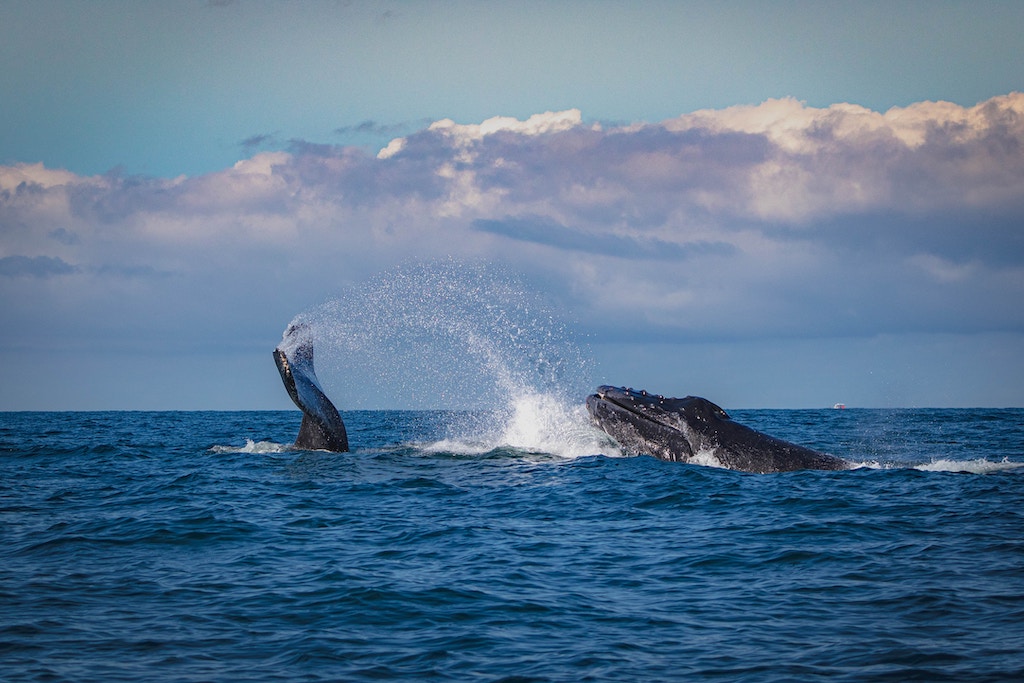 Going whale watching is one of the best things to do in Puerto Vallarta