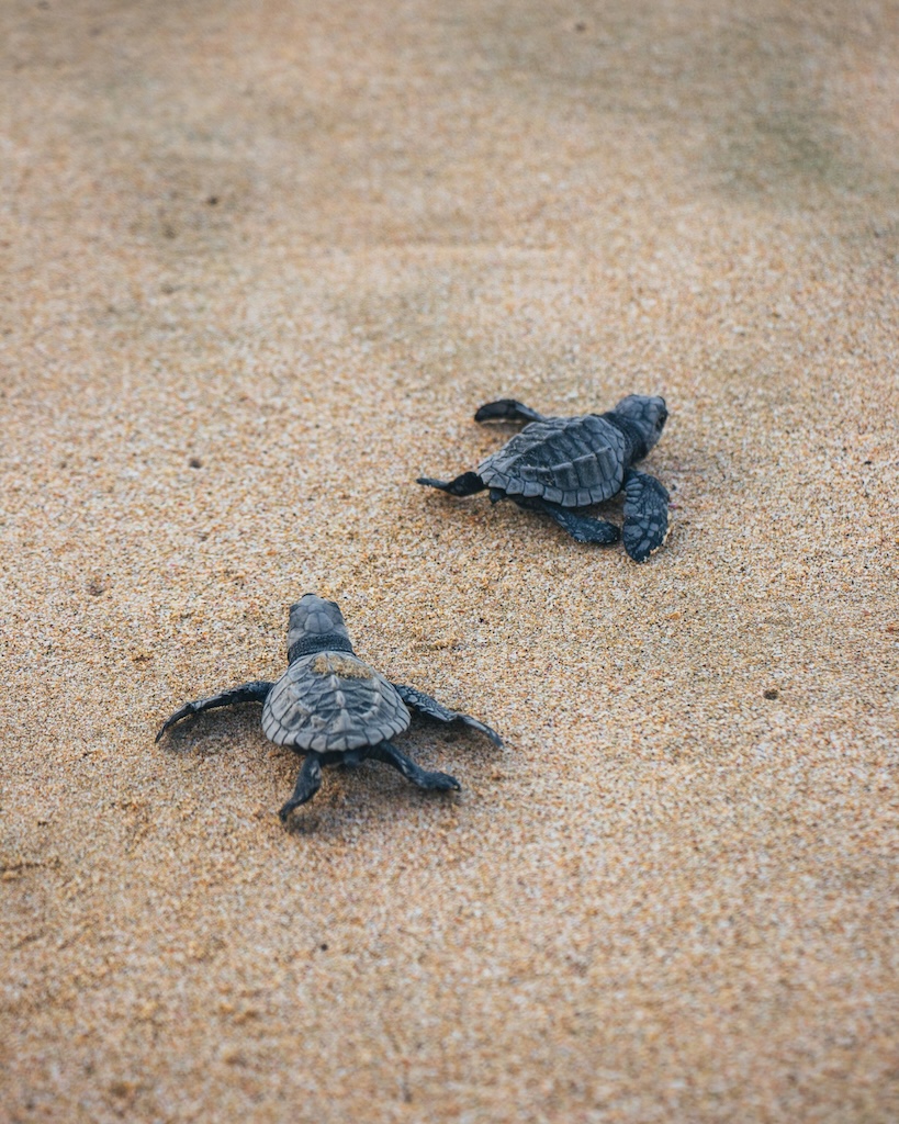 Releasing turtles