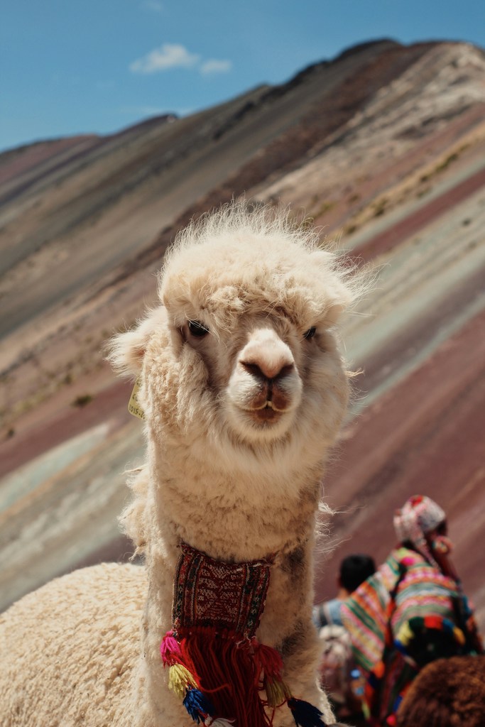 Happy llama at the Rainbow Mountain