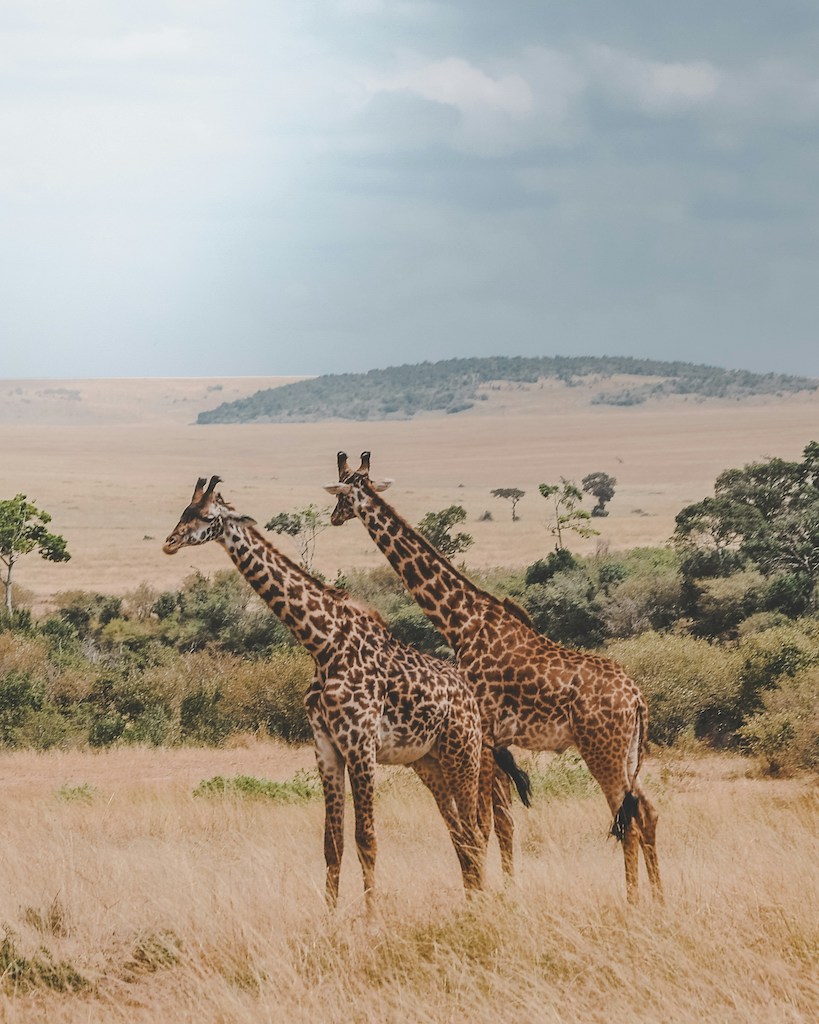 Giraffe at Maasai Mara