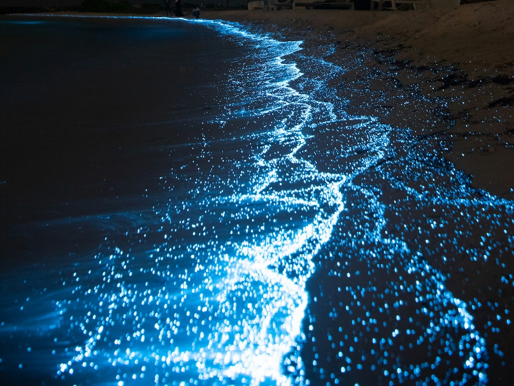 Bioluminescence at night