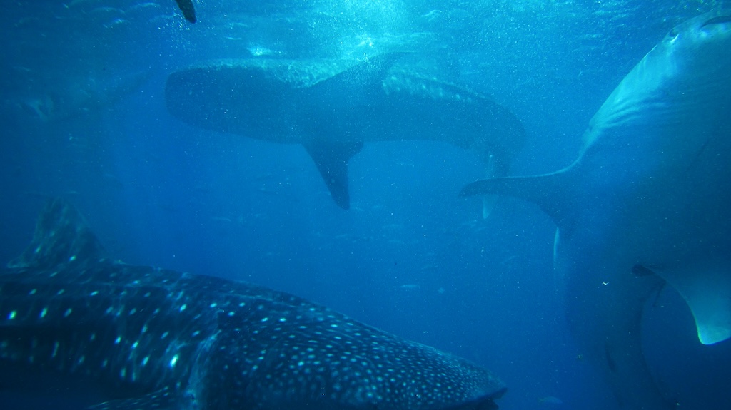 Swimming with whale sharks is one of the best things to do in Isla Holbox 