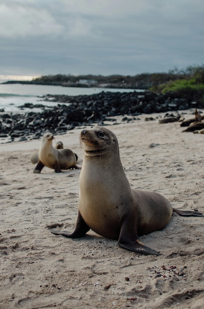 Sea lions Galápagos Islands