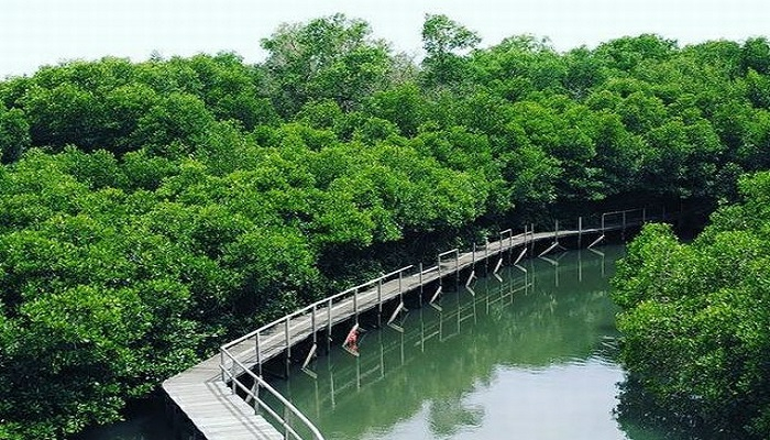 Mangrove Forest Sanur, Bali